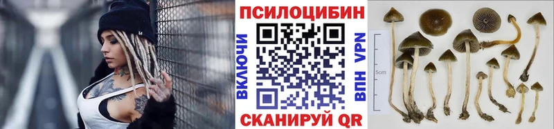 где продают   блэк спрут tor  Галлюциногенные грибы Psilocybine cubensis  Арсеньев 